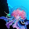 Jeu Colorful chubby jellyfish slide puzzle en plein ecran