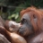 Orangutan Baby Slider Puzzle