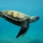 Sea Turtle Slider Puzzle